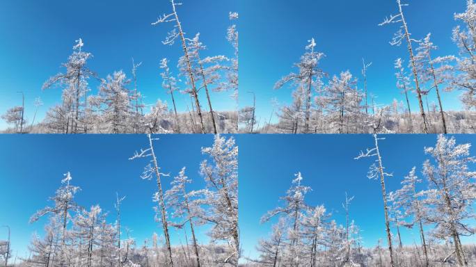 林海雪原银色松林