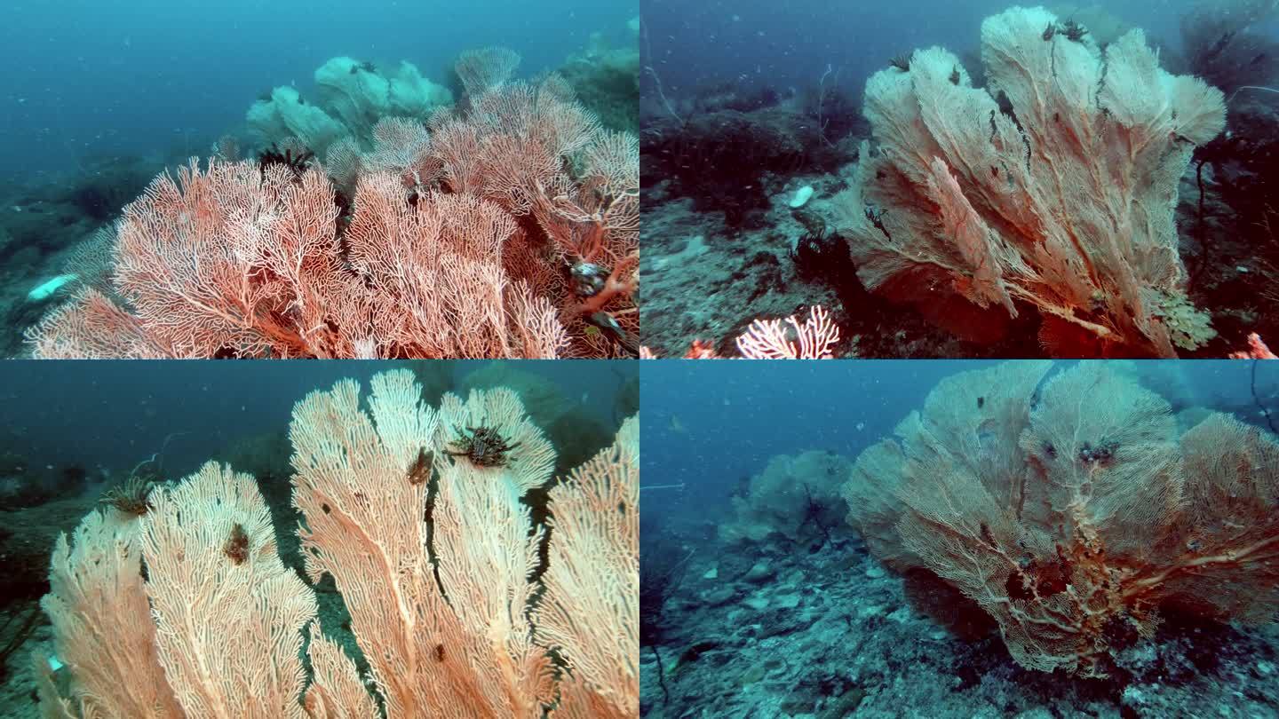 水下珊瑚礁上的Gorgonian珊瑚海扇花园