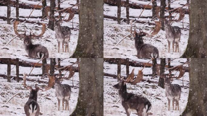 冬季仙境中的秋鹿驯鹿唯美雪景恶劣生存环境