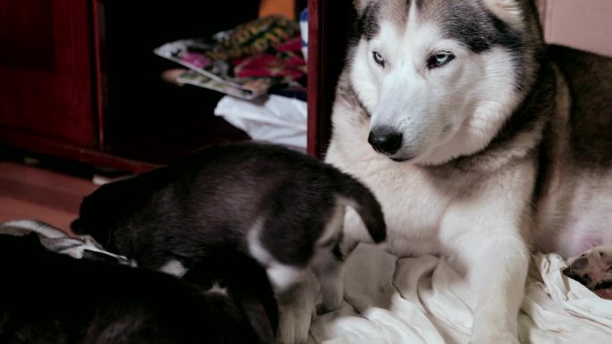 西伯利亚哈士奇和小狗。