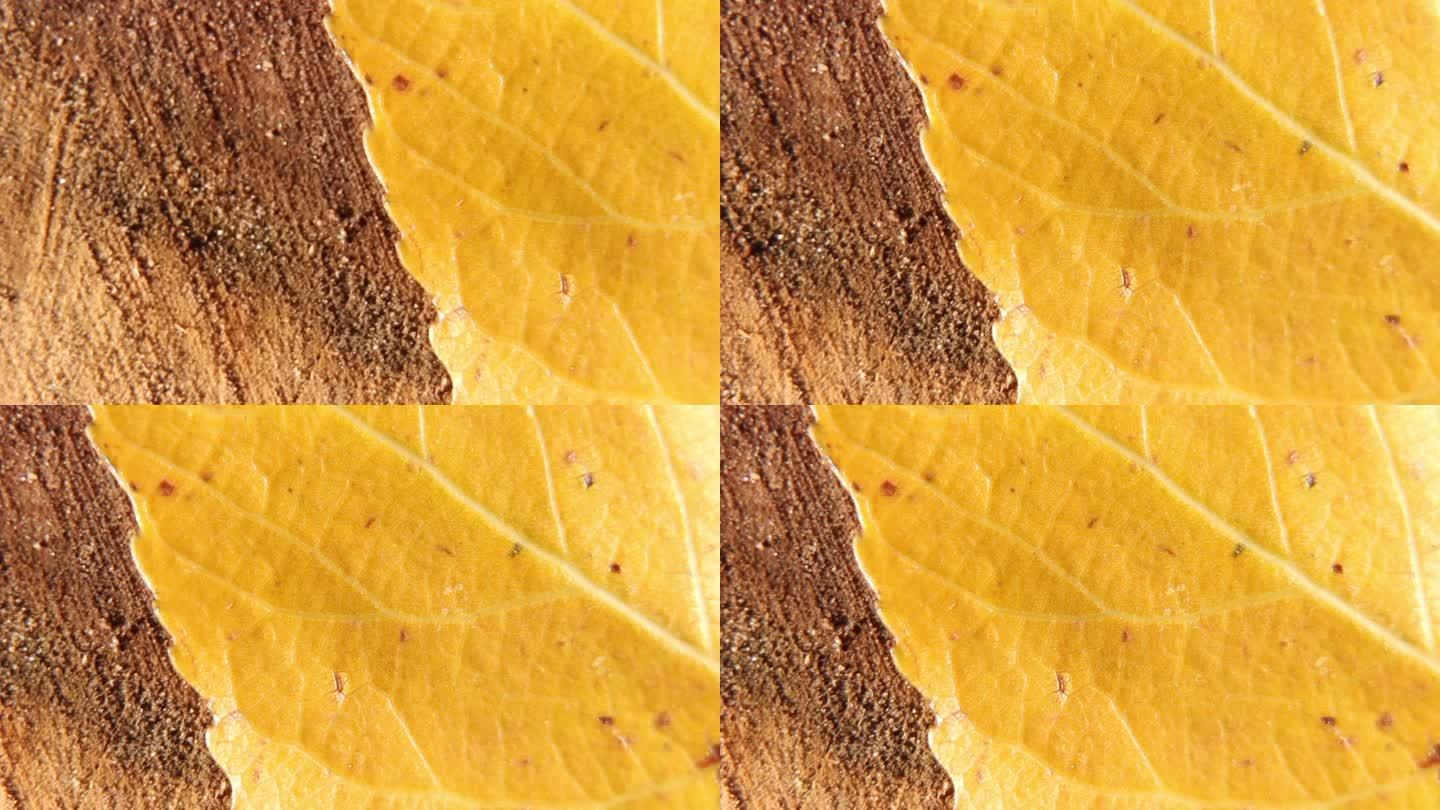 多彩秋叶的细胞和叶脉