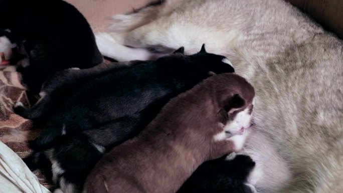 西伯利亚哈士奇幼犬吃妈妈的奶。
