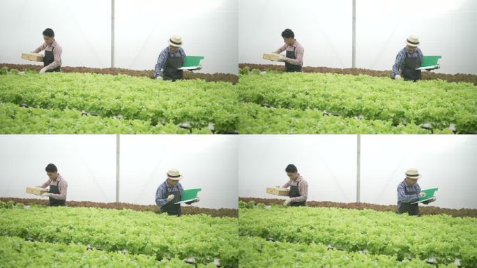 企业家在水培农场工作。温室里形成的蔬菜。