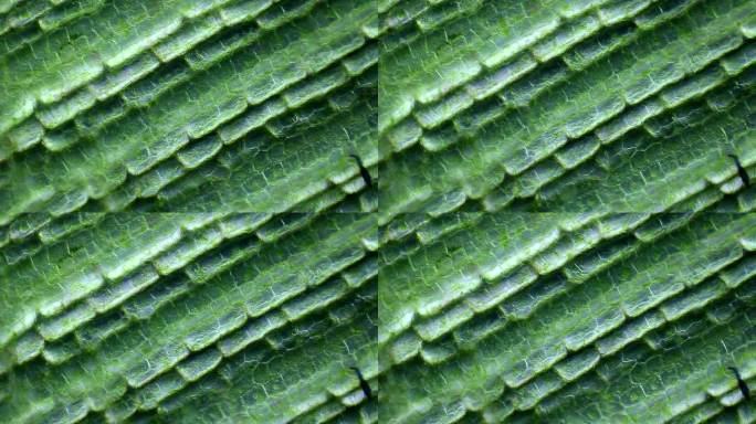 水生植物叶片，显微视图