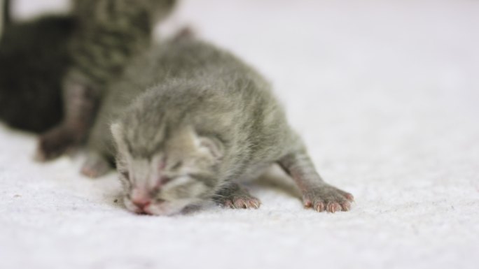 可爱的新生小猫刚出生的猫幼猫小猫咪