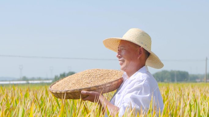 稻田大米