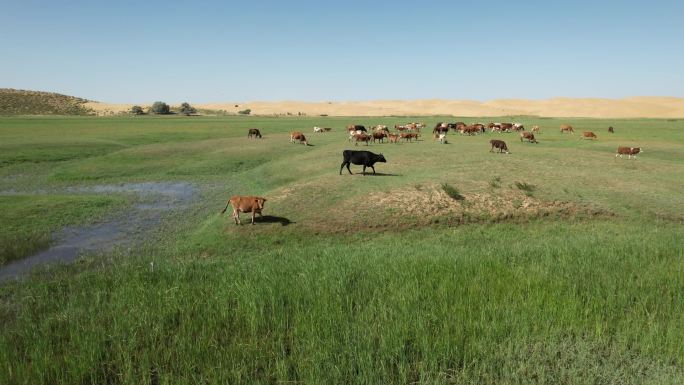 沙漠绿洲中的牛群