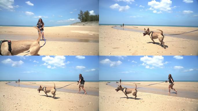 残疾狗与领养者在海滩上奔跑