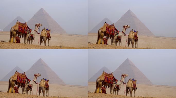 埃及吉萨的骆驼和金字塔。