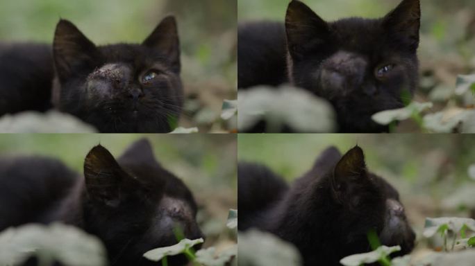 独眼黑猫打哈欠黑猫白猫萌猫可爱宠物逗猫撸