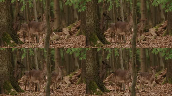 在黑森林觅食的小鹿