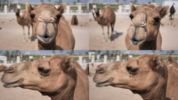 卡塔尔-城市中的骆驼