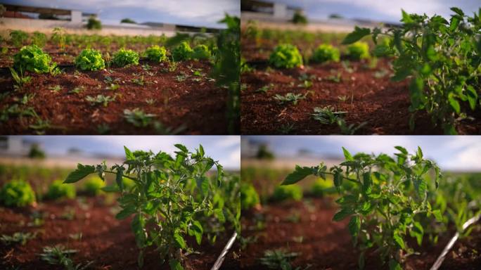 番茄幼苗农业土地农村作物农作物