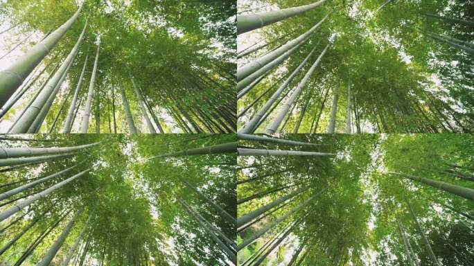 竹林自然热带雨林生长