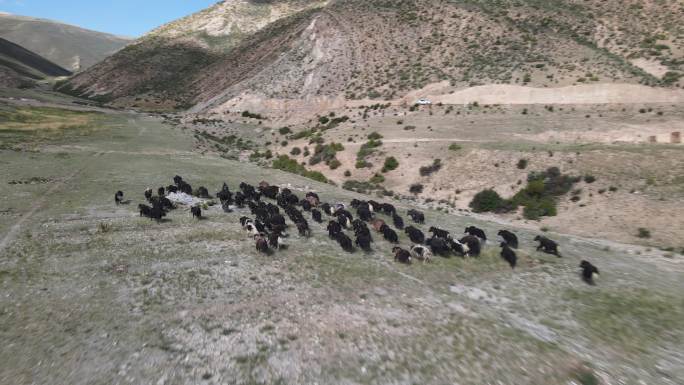 西藏牦牛群航拍