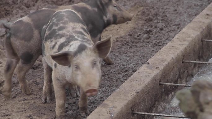 偶氮染料-养猪场喂食土猪肉价上升农村养猪