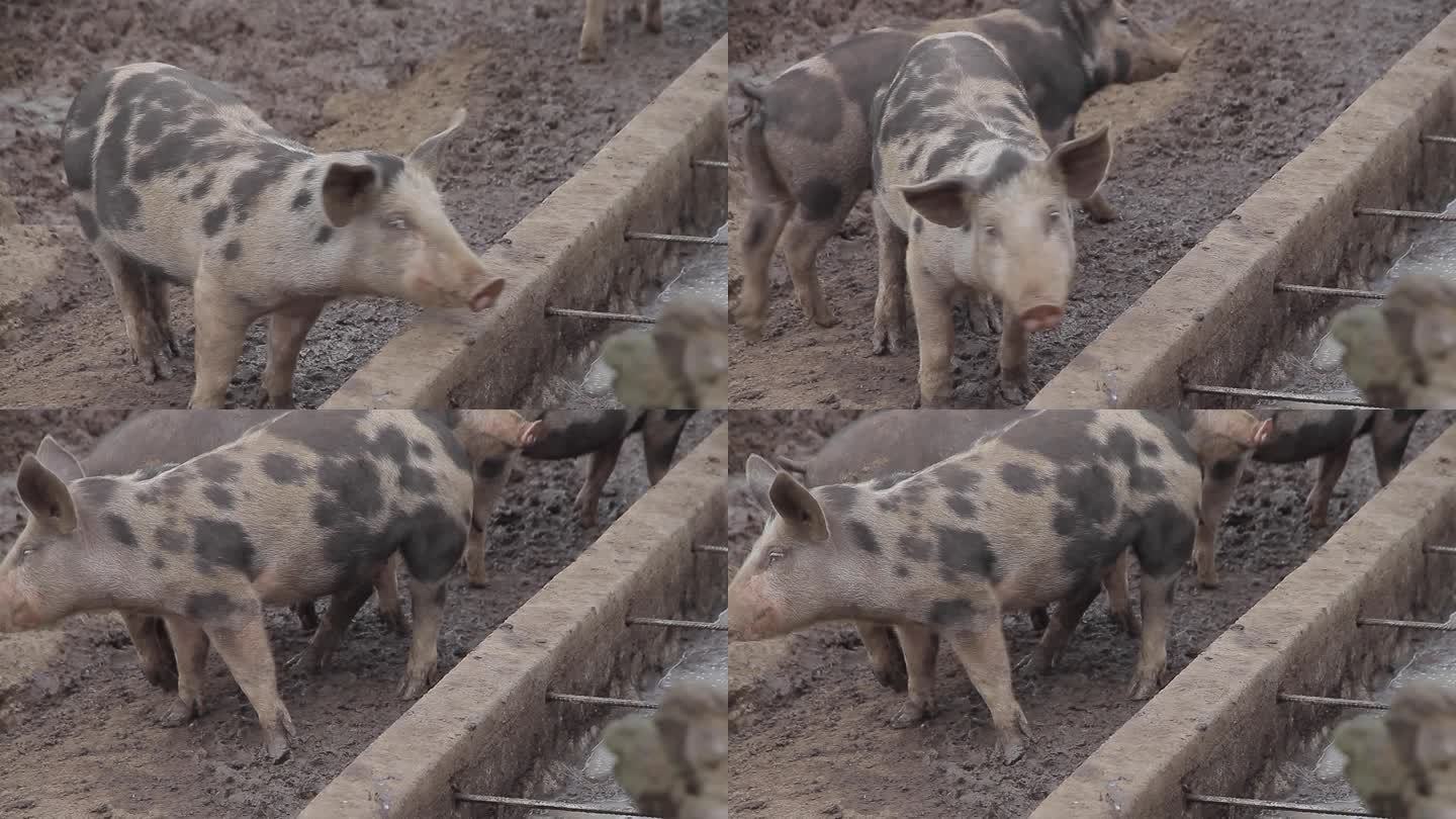 偶氮染料-养猪场喂食土猪肉价上升农村养猪