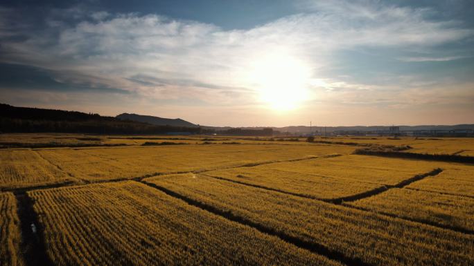 农业领域鸟瞰图金黄色水稻农田丰收晚霞航拍
