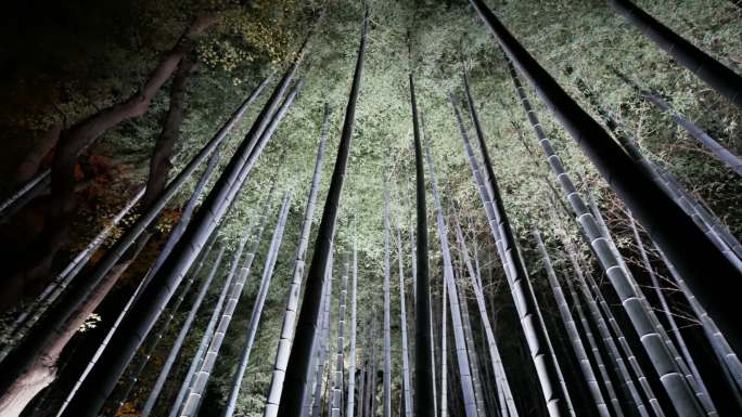日本京都夜间4k竹林
