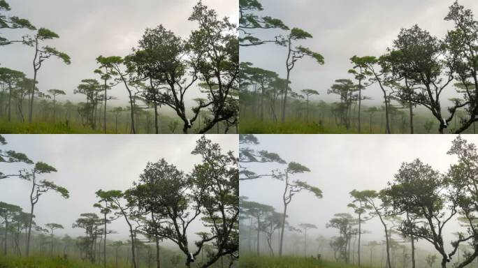 福寿岛的晨雾松院。