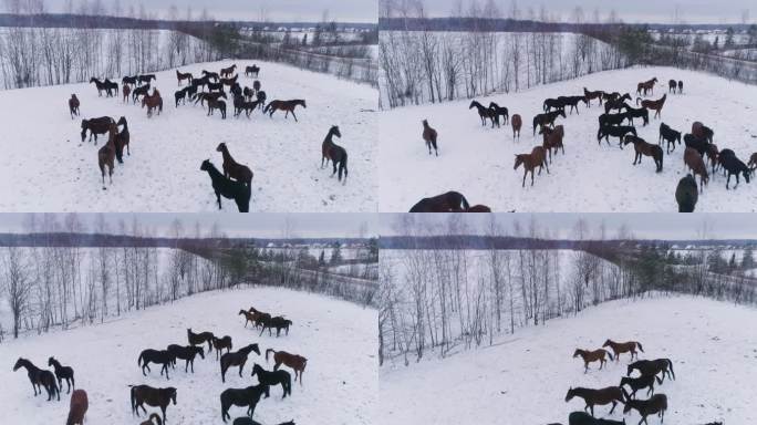 冬季田野上的一群马。