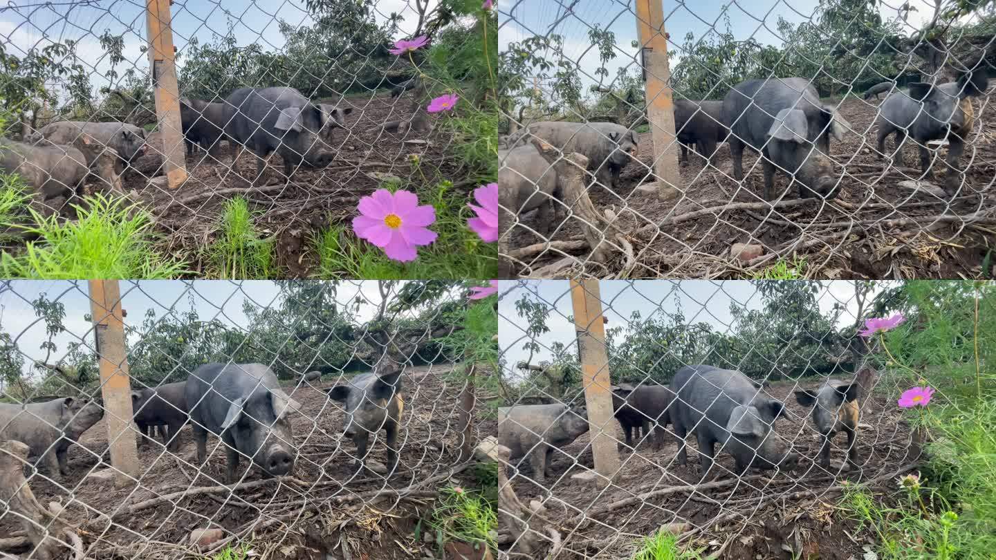 黑猪。一群小猪野猪养猪