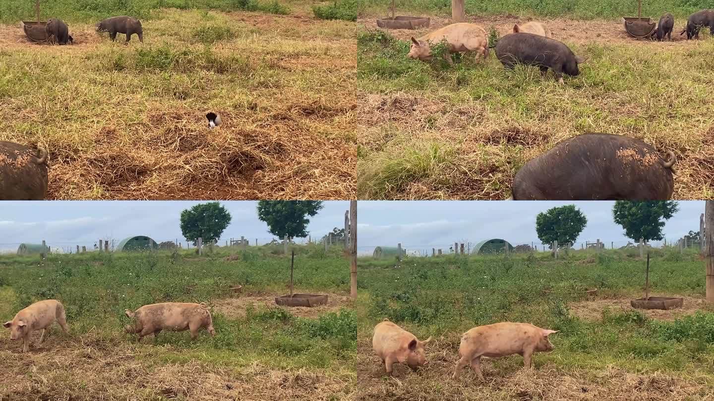 快乐就像农场里泥里放养的猪