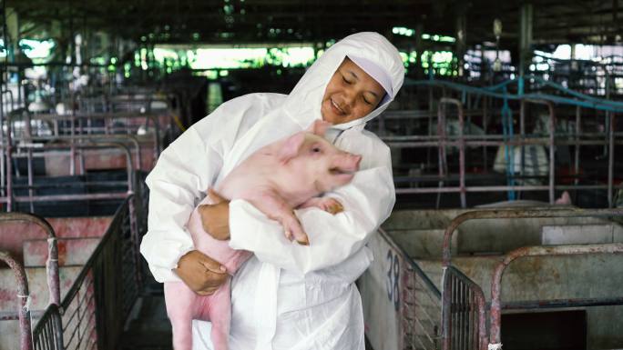 4k镜头的亚洲兽医在工厂养猪场照顾和抱着猪的场景，家畜和家畜概念