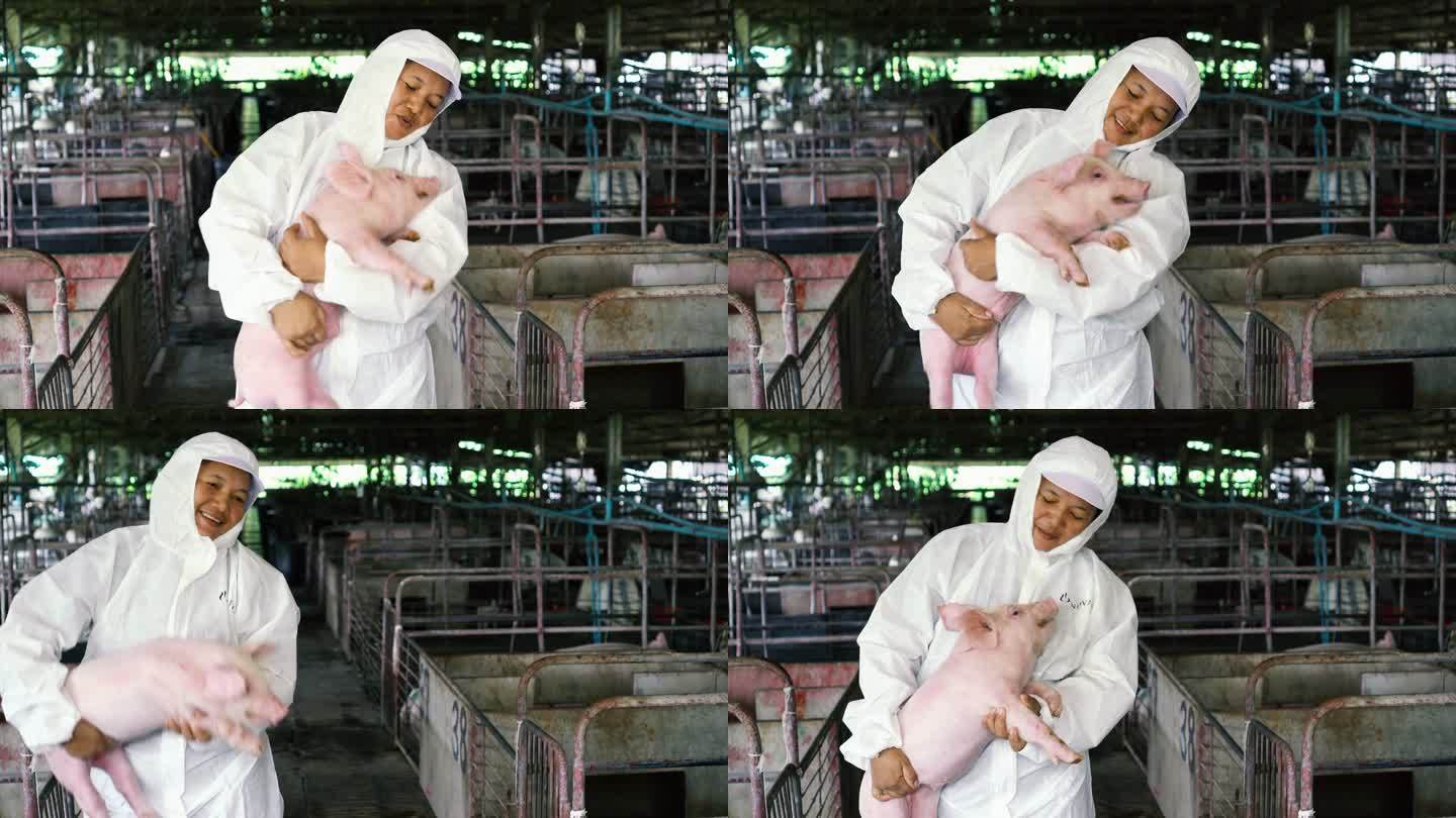4k镜头的亚洲兽医在工厂养猪场照顾和抱着猪的场景，家畜和家畜概念