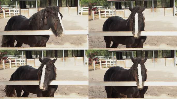 圈地里的马。美丽的黑马站在农场马厩附近宽敞的围栏里