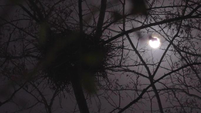 夜晚月亮-树梢月亮