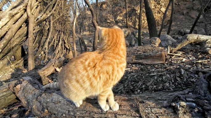 农村土猫玩耍视频素材