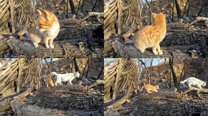 农村土猫玩耍视频素材