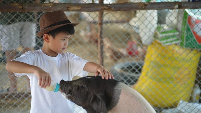 亚洲小孩在农场里和他的宠物猪玩耍。友谊的概念