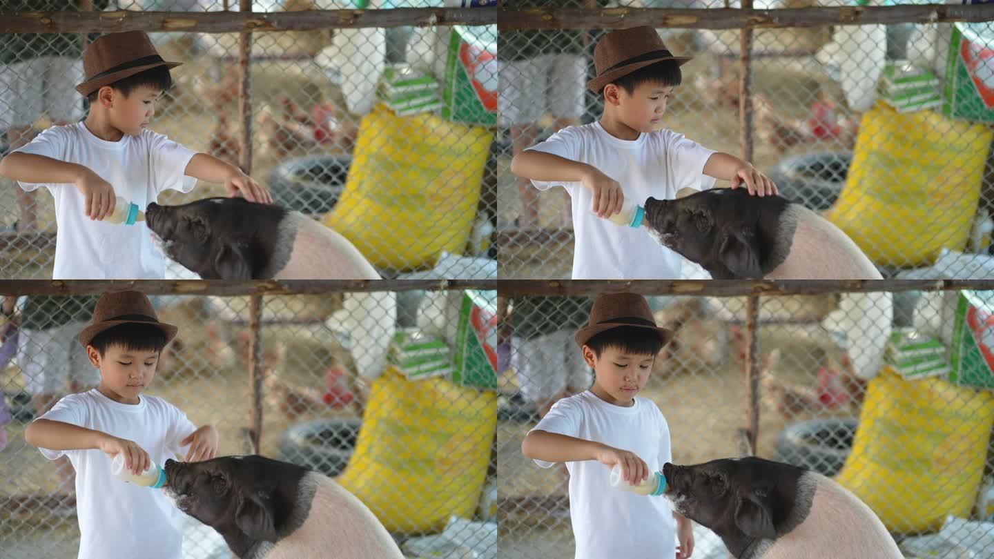亚洲小孩在农场里和他的宠物猪玩耍。友谊的概念