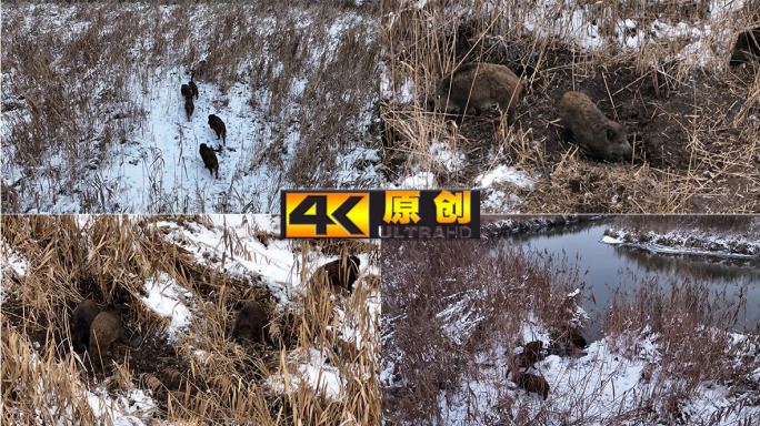 雪地野猪觅食泛滥生态养殖航拍