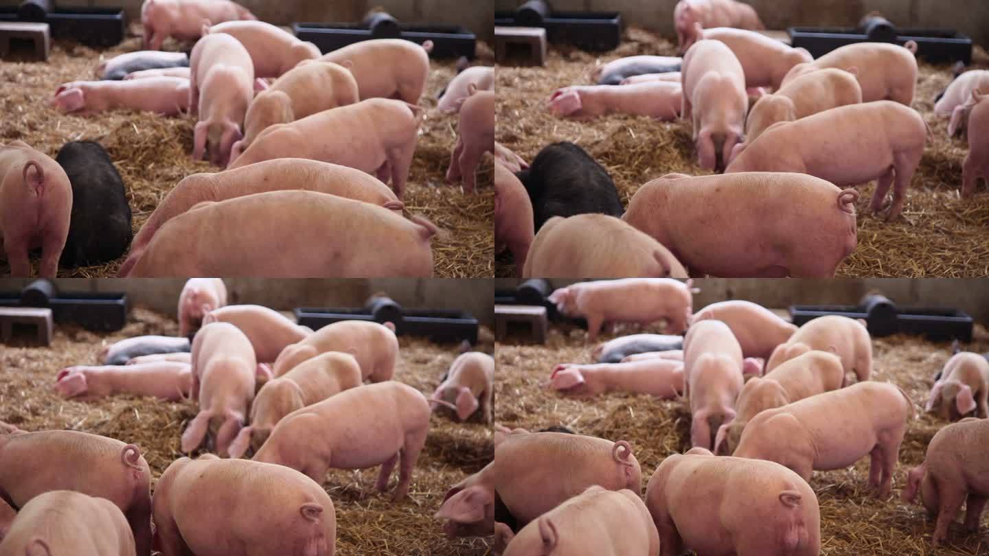 猪圈里的猪吃养猪