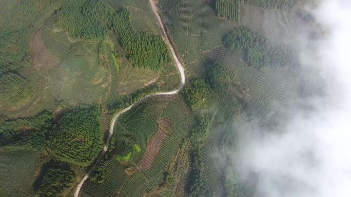 航拍高山生态茶园云雾茶茶叶茶农茶叶产业