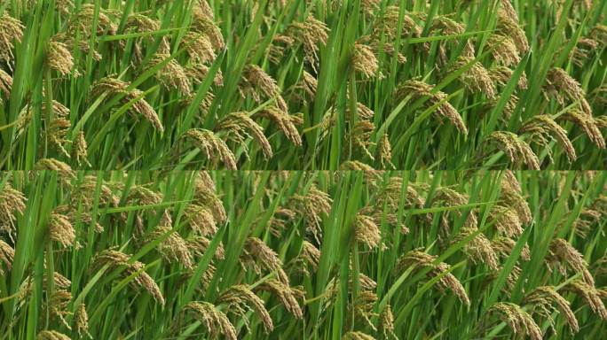稻田里的稻穗特写