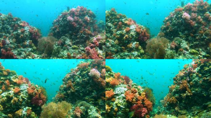 热带海水中美丽的软珊瑚花园和腹角珊瑚（gorgonia ventalina）的水下海景和成群的小鱼