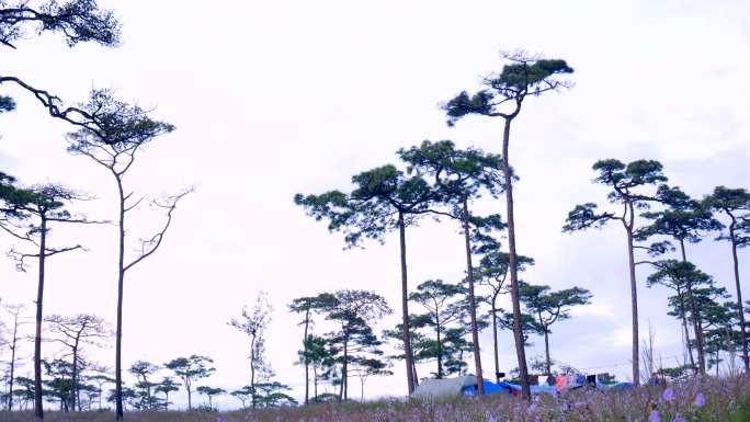 福寿岛的晨雾松院。-库存视频