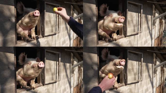 可爱可爱的猪吃苹果