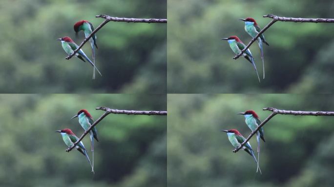 蓝喉蜂虎是中国最美丽的小鸟