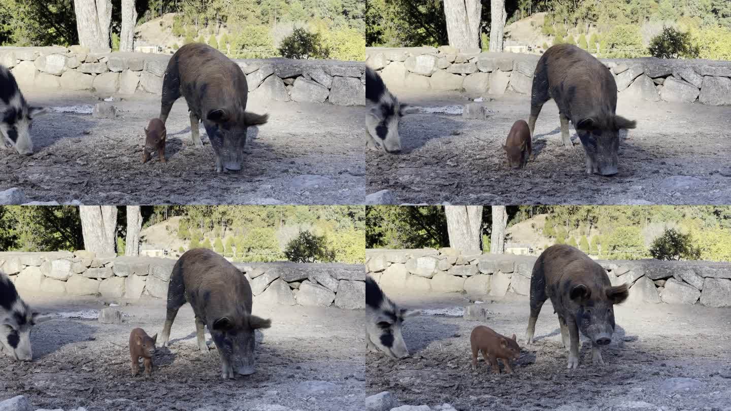 在Sierra Madre山区一个偏远的小村庄里，雌性母猪猪和她的小猪崽正在觅食