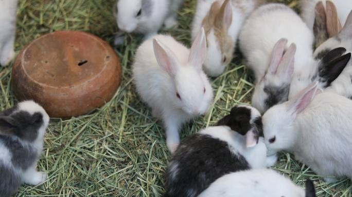 4K：兔子兔子吃草养殖一群兔子窝