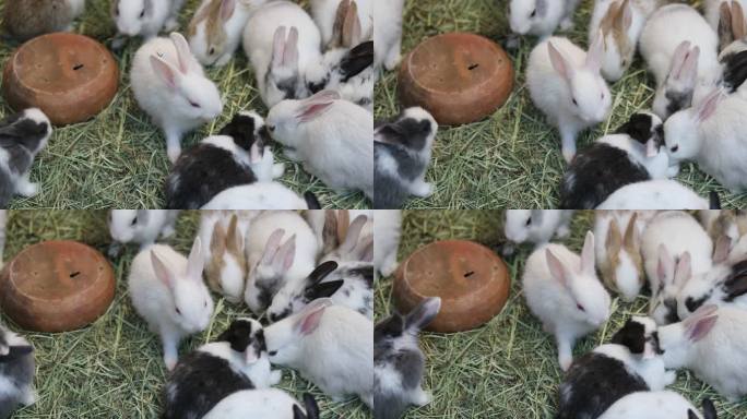 4K：兔子兔子吃草养殖一群兔子窝