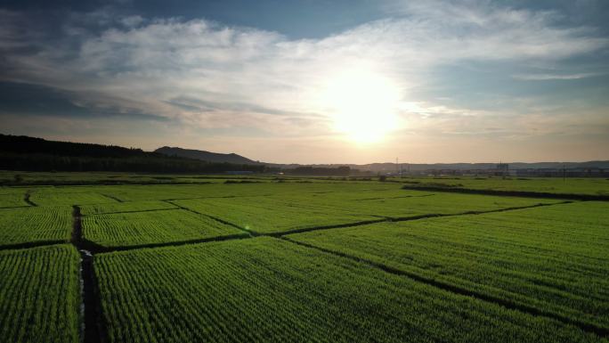 农业领域鸟瞰图太阳风光黑土地