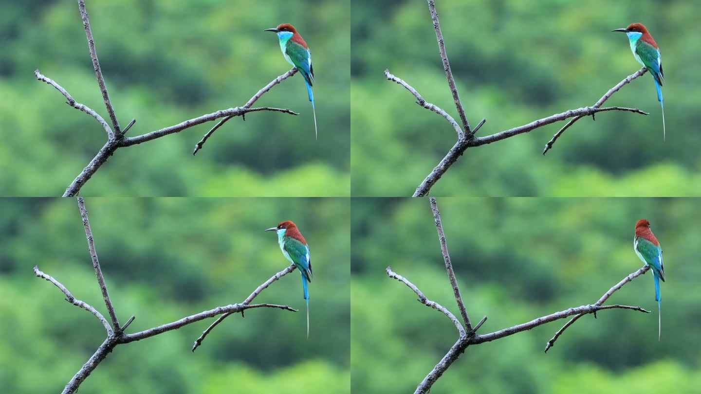 蓝喉蜂虎是中国最美丽的小鸟