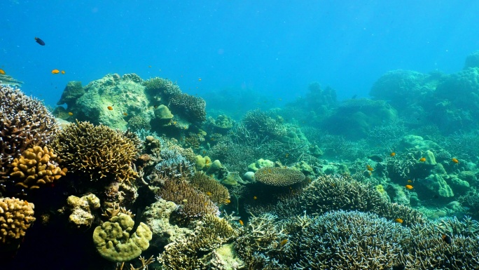 热带气候岛屿的水下清澈珊瑚礁和鱼群