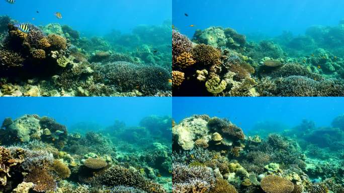 热带气候岛屿的水下清澈珊瑚礁和鱼群